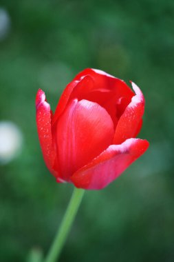 Bahar ve Paskalya tebrik kartı tasarımı