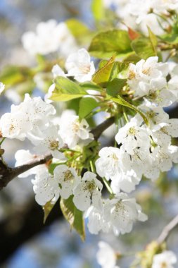 Mavi arka planda beyaz çiçekler ve yeşil yapraklar.