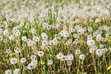 Karahindiba ile güzel rüya gibi bahar doğası arka planı