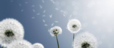 Karahindiba ile güzel rüya gibi bahar doğası arka planı