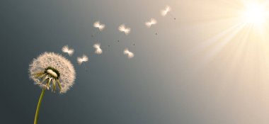 Karahindiba ile güzel rüya gibi bahar doğası arka planı