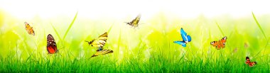 Bahar sabahı uçan kelebek. Panoramik görünüm.