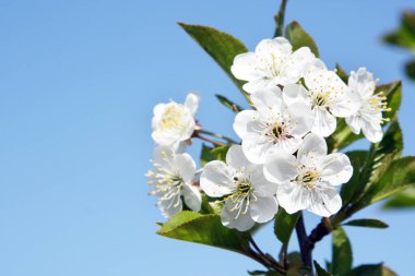 Çiçek açan ağaçlı güzel doğa sahnesi.