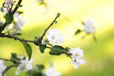 Çiçek açan ağaçlı güzel doğa sahnesi.