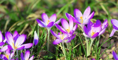 Karda büyüyen güzel timsahlar. İlk bahar çiçekleri