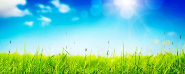 Baharda çiçek tarlası güneş ışığıyla donatılmış.