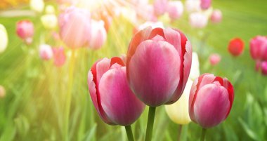 Bahar kutlaması konsepti. Kadınlar Günü için tebrik kartı.