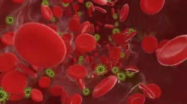 Atardamarlarında virüs olan kırmızı kan hücreleri. 3d video