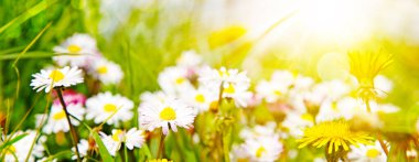 Güneşli yaz ve papatya çiçekleri ile hızlı bir zemin.