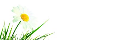 Güneşli yaz ve papatya çiçekleri ile hızlı bir zemin.