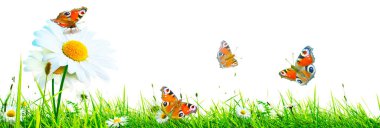 Güneşli yaz ve papatya çiçekleri ile hızlı bir zemin.