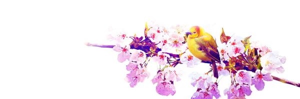 Konzept Von Vogelliebhabern Und Vogelbeobachtung Eine Schönheit Der Umgebenden Natur — Stockfoto
