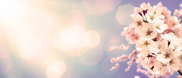 開花する花の木と美しい自然シーン — ストック写真