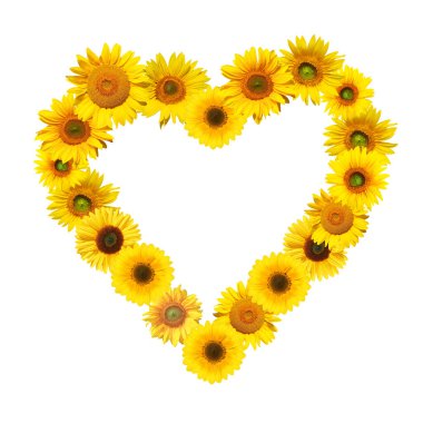 Olgun ayçiçeği, sarı yapraklar ve koyu ortası.