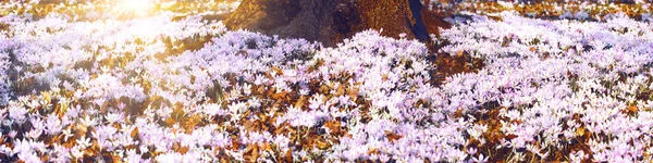 Красивые Крокусы Растущие Снегу Первые Весенние Цветы — стоковое фото