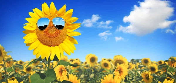 Sonnenblume Trägt Sonnenbrille Mit Sonnenblumenfeld Über Wolkenlosem Blauen Himmel Und — Stockfoto