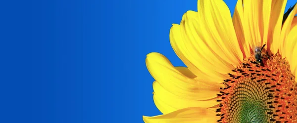 Nahaufnahme Frischer Sonnenblumen Ökologischer Landbau Auf Dem Land — Stockfoto