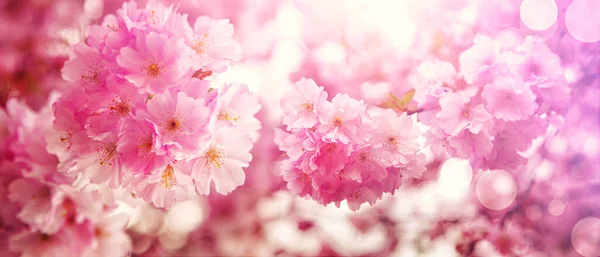 Schöne Natur Szene Mit Blühenden Blumen Baum — Stockfoto