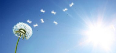 Karahindiba ile güzel rüya gibi bahar doğası arka planı