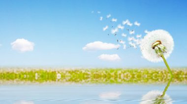 Karahindiba ile güzel rüya gibi bahar doğası arka planı