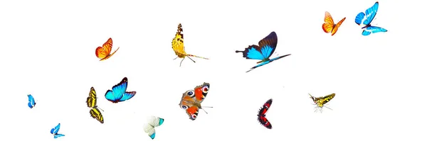 Летающая Бабочка Весенним Утром Панорамный Вид — стоковое фото