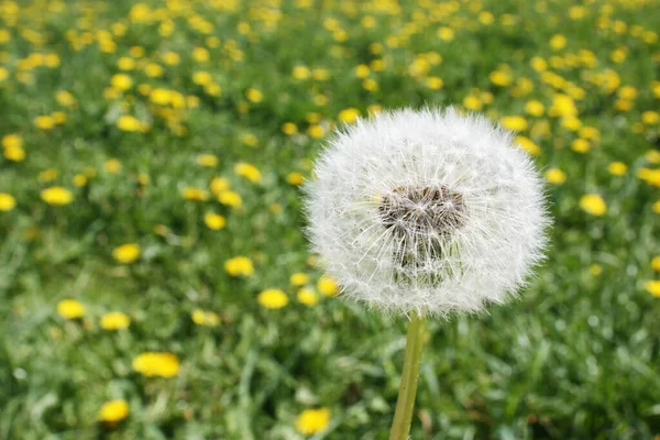 Hermoso Fondo Naturaleza Primavera Ensueño Con Diente León — Foto de Stock