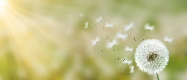 Piękne Marzycielski Wiosna Natura Tło Mniszka Lekarskiego — Zdjęcie stockowe