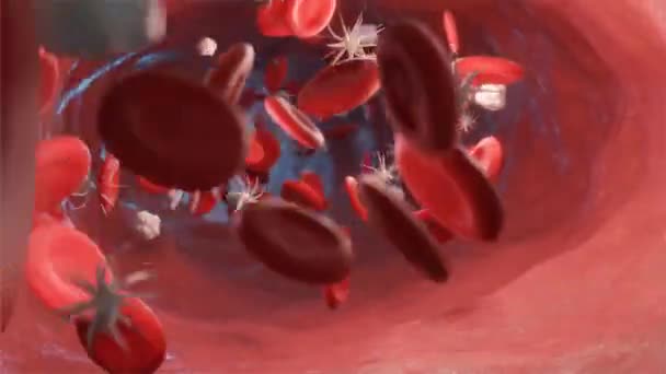 Красные Кровяные Тельца Текущие Вирусами Артерии Видео — стоковое видео