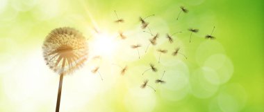 Karahindiba ile güzel rüya gibi bahar doğası arka planı