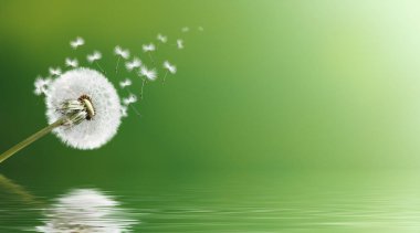 Karahindiba ile güzel rüya gibi bahar doğası arka planı