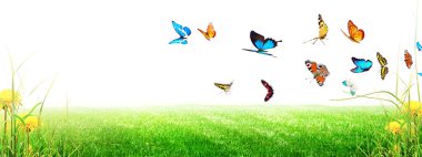 Bahar sabahı uçan kelebek. Panoramik görünüm.