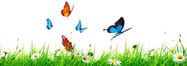 Bahar sabahı uçan kelebek. Panoramik görünüm.