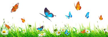 Bahar sabahı uçan kelebek. Panoramik görünüm.