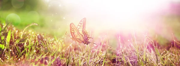 Mariposa Voladora Mañana Primavera Vista Panorámica — Foto de Stock