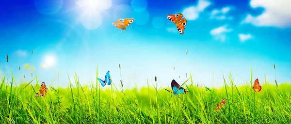 Flying Butterfly Spring Morning Panoramic View — Stock Photo, Image