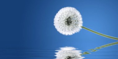 Karahindiba ile güzel rüya gibi bahar doğası arka planı