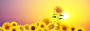 Açık mavi gökyüzüne karşı taze ayçiçeğinin yakın çekimi