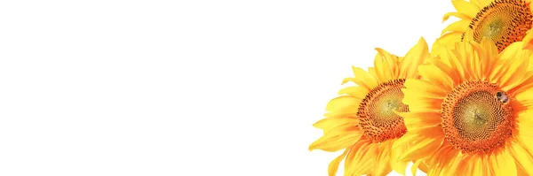Reife Sonnenblume Mit Gelben Blütenblättern Und Dunkler Mitte — Stockfoto