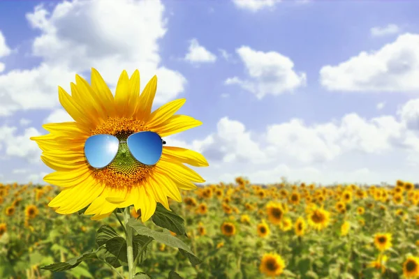 Sonnenblume Trägt Sonnenbrille Mit Sonnenblumenfeld Über Wolkenlosem Blauen Himmel Und — Stockfoto