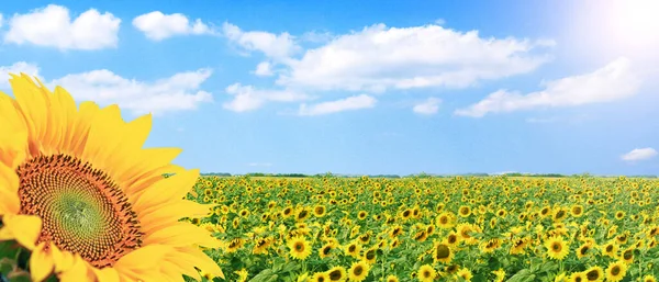 Close-up of fresh sunflower against clear blue sky