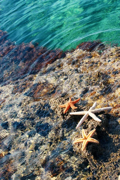 Zandstrand Met Prachtige Zeesterren Buurt Van Zee Zonnige Zomerdag — Stockfoto