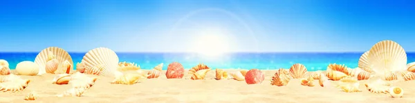 Seashells Pobřeží Dovolená Pláži Pozadí — Stock fotografie