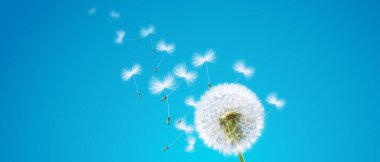 Karahindiba ile güzel rüya gibi bahar doğası arka planı