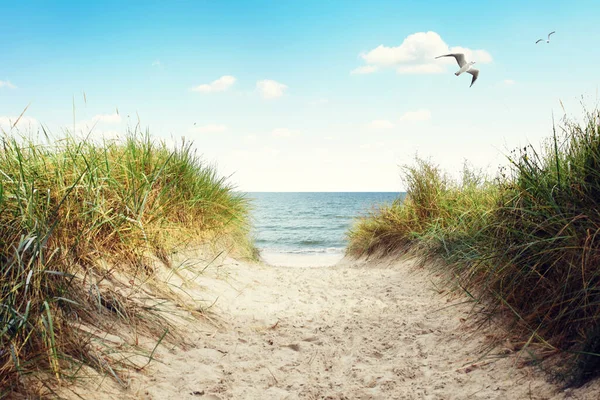 拥有沙丘和海洋景观的波罗的海海滩 假日背景 — 图库照片