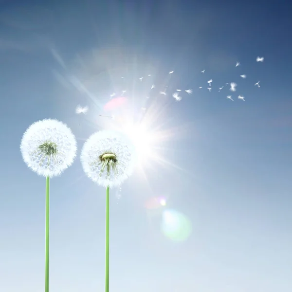 Mooie Dromerige Lente Natuur Achtergrond Met Paardebloem — Stockfoto