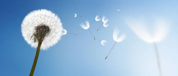 Mooie Dromerige Lente Natuur Achtergrond Met Paardebloem — Stockfoto