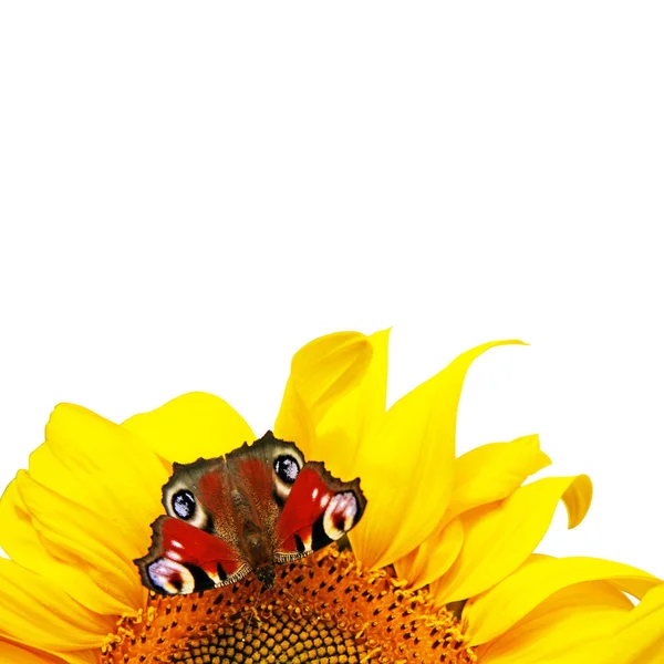 Красиві Барвисті Метелики Літають Серед Квітів — стокове фото