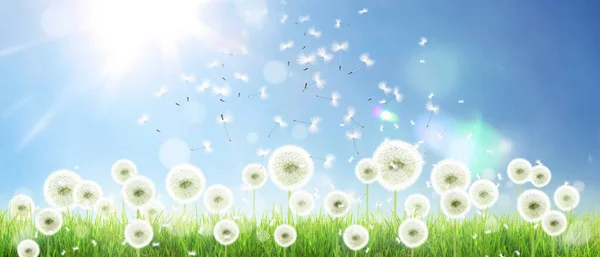 Gyönyörű Álmodozó Tavaszi Természet Háttér Pitypang — Stock Fotó