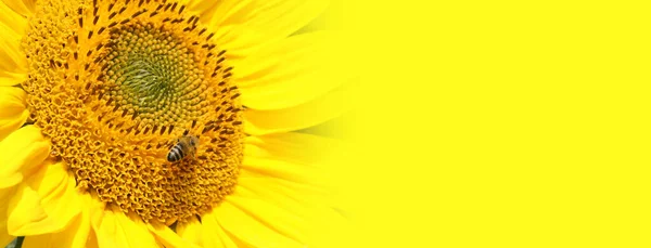 Nahaufnahme Frischer Sonnenblumen Ökologischer Landbau Auf Dem Land — Stockfoto