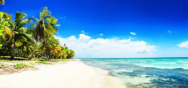Долоні Порожньому Ідилічному Тропічному Піщаному Пляжі — стокове фото